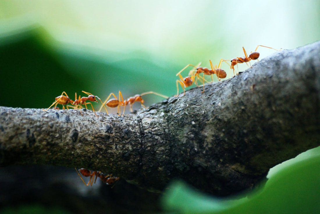 Five Orange Ants